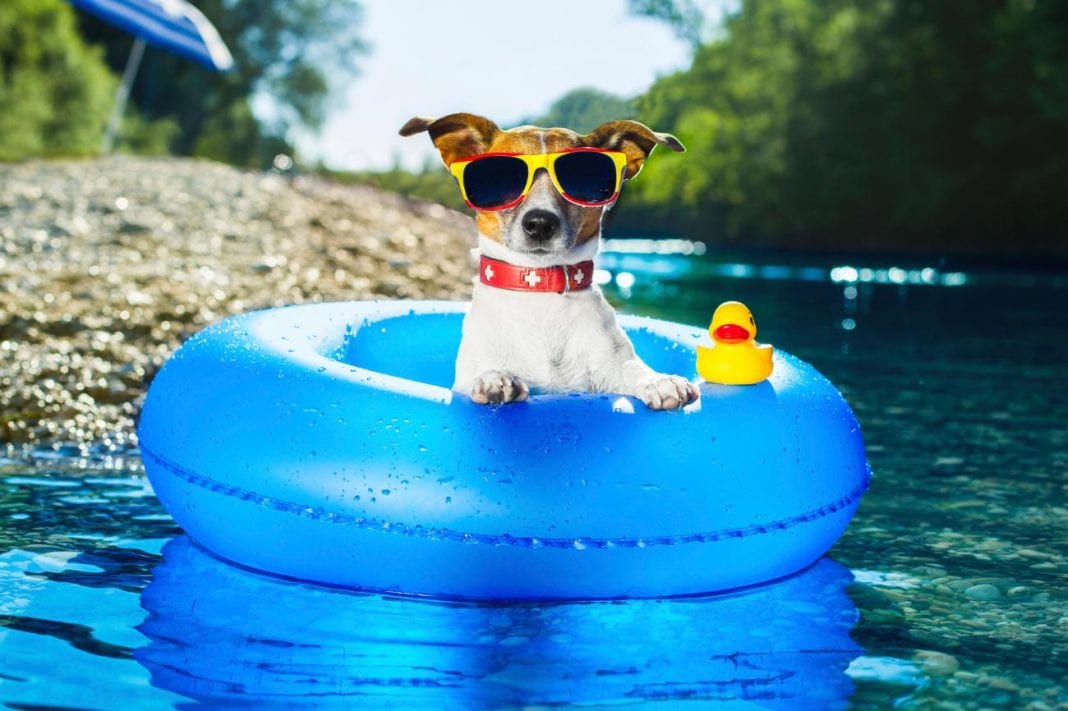 fruits for dogs how to add summer fruits for your s diet fruits for dogs fruits for dogs how to add summer fruits for your s diet fruits for dogs