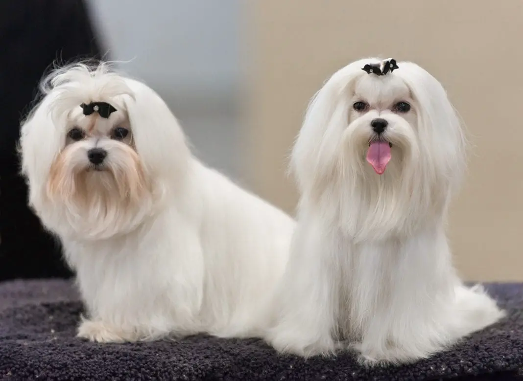 10 Things You Should Never Say To A Maltese Puppy ...