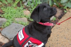 train-service-dog