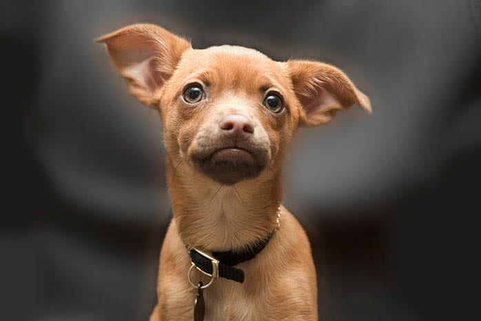 dog insurance cover
