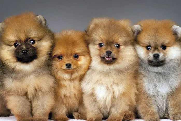 interesting facts about pomeranians 10 amazing things about pomeranian dogs pomeranian facts interesting facts about pomeranians 10 amazing things about pomeranian dogs pomeranian facts