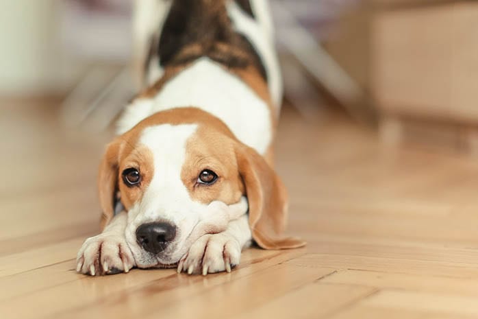 Is Beagle A Good Dog For The First Time Owner Is Beagle A Good Dog For The First Time Owner