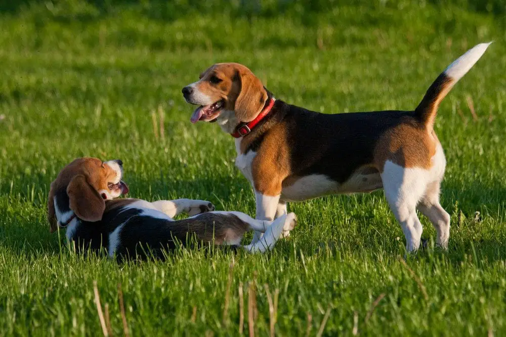 beagle
