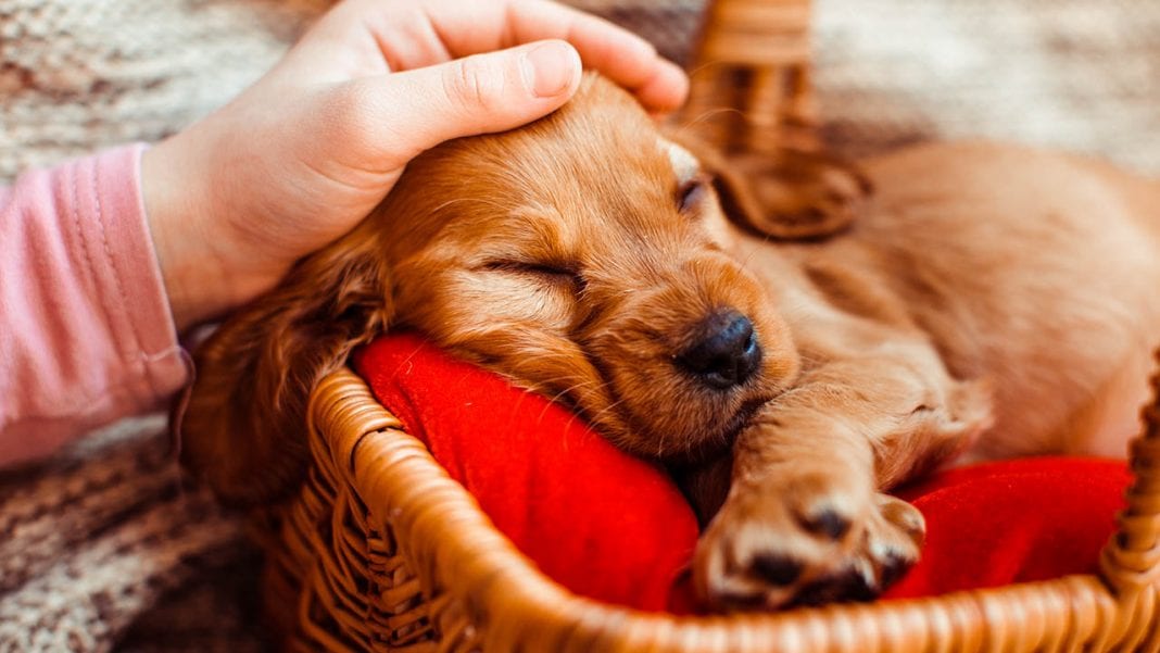 adopting a tips 10 amazing facts about terriers yorkie facts adopting a tips 10 amazing facts about terriers yorkie facts