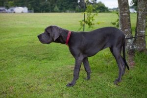 Can Dogs Break Their Tails Can Dogs Break Their Tails