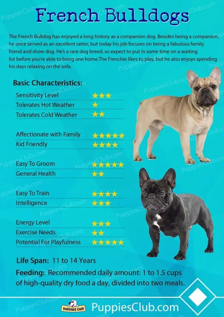 20 HQ Pictures French Bulldog Age Size Chart / Starting to look more dog than puppy. by mako.thefrenchie ...