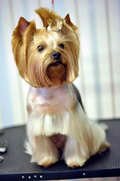 Yorkie Haircuts Pictures - Coolest Yorkshire Terrier Haircuts