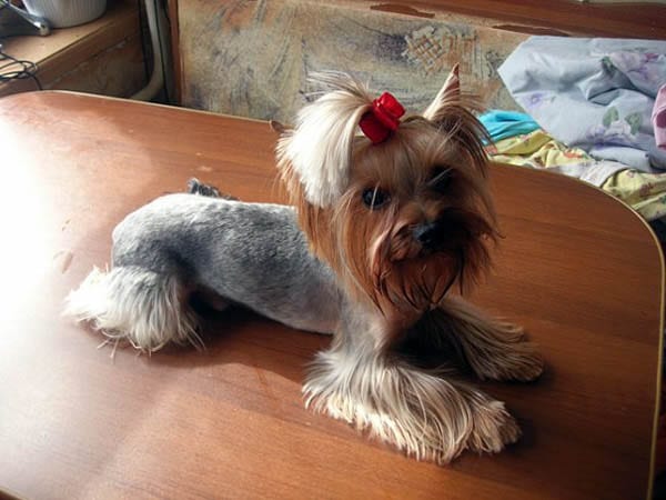 yorkies with short hair