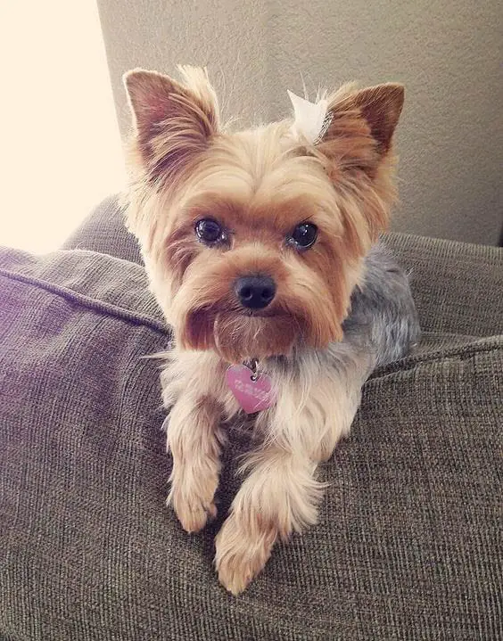 Pictures Of Yorkie Hairstyles