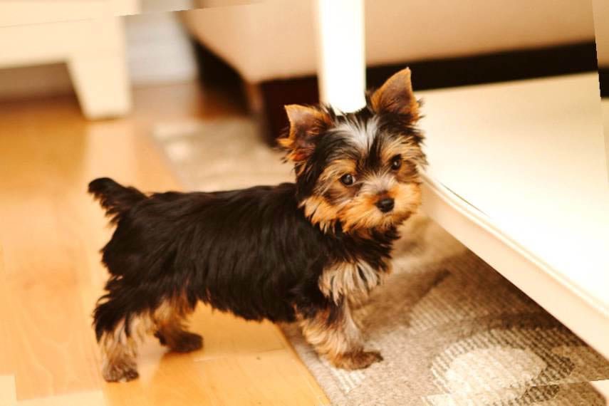 Image Result For Yorkshire Terrier Haircut Image Result For Yorkshire Terrier Haircut