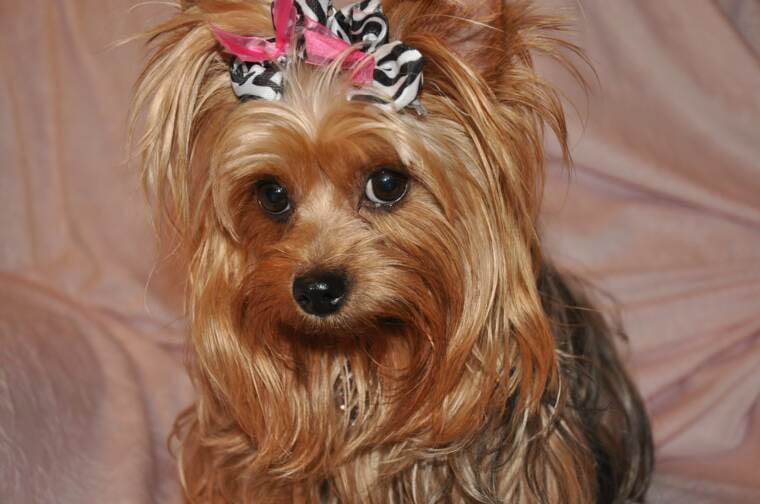 Pictures Of Yorkie Hairstyles