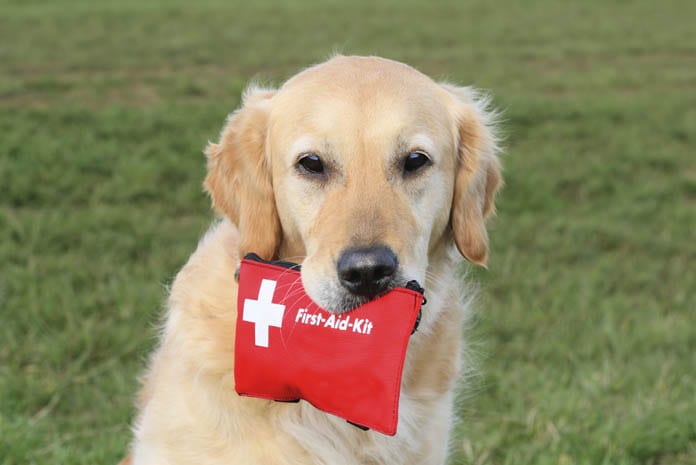 first aid for puppies