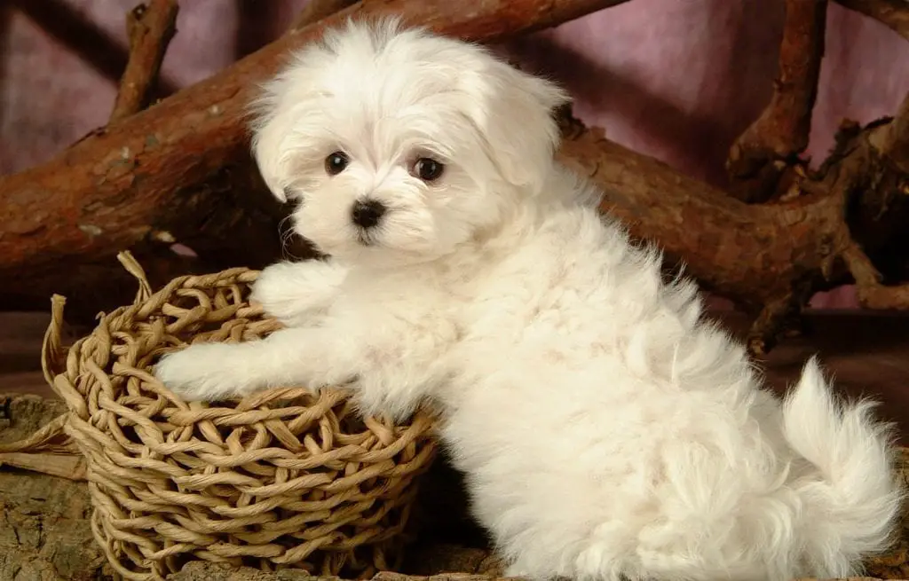 10 Amazing Things About Maltese Dogs - Maltese Facts