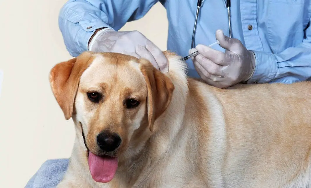 Complete Puppy Vaccinations Guide Puppy Shots