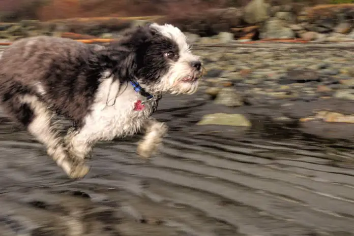 lose dog weight