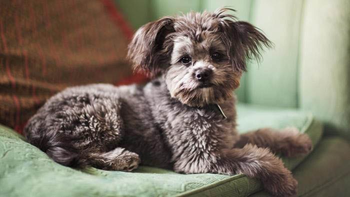 10 Things ONLY Yorkie Owners Would Understand - Yorkie Facts