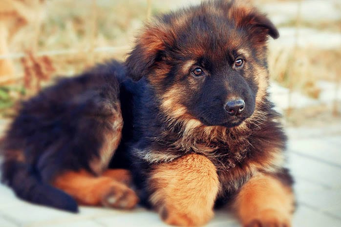 10 Amazing Facts about German Shepherd - GSD Facts