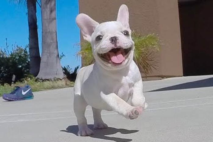 How Do You Say Good Dog In French How Do You Say Good Dog In French