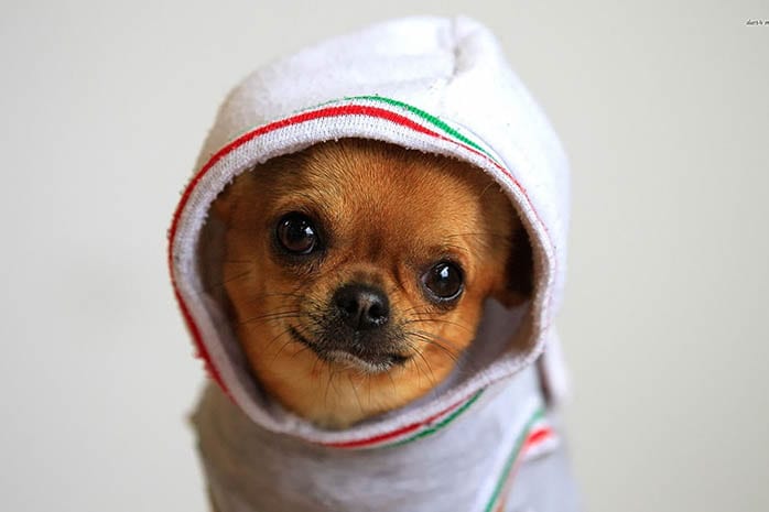 Can Chihuahua Dogs Cure Asthma Can Chihuahua Dogs Cure Asthma