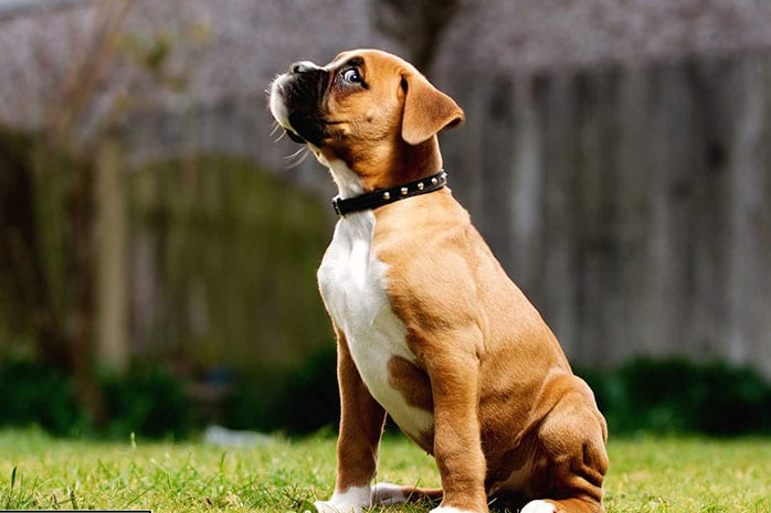 Image result for  boxer dog
