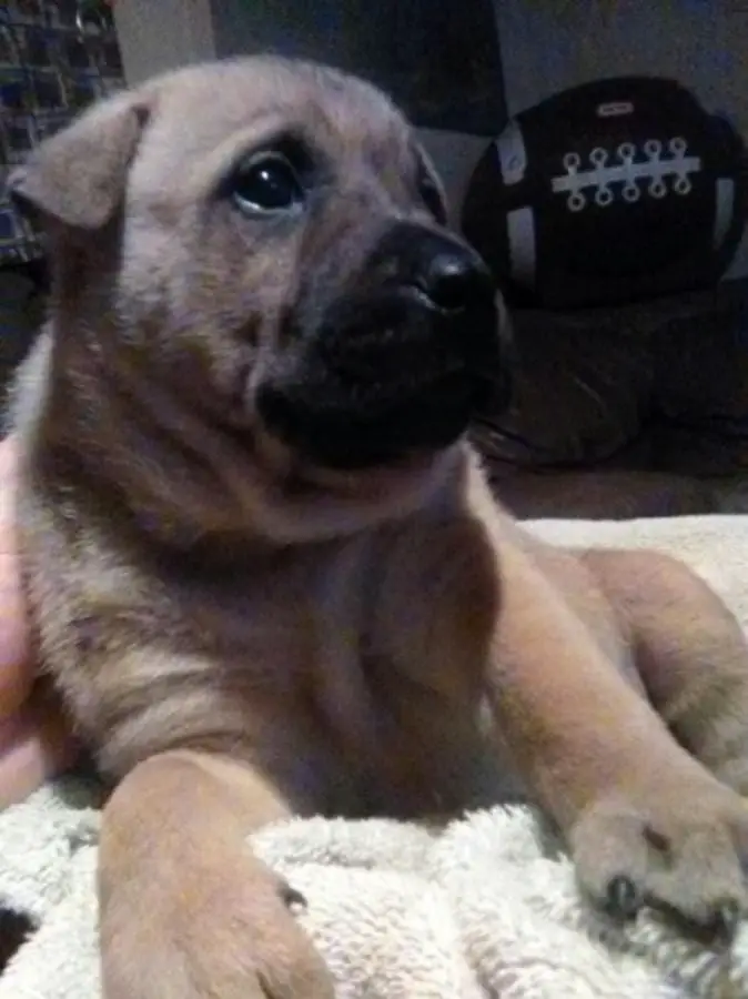 shar pei mastiff mix shar pei mastiff mix