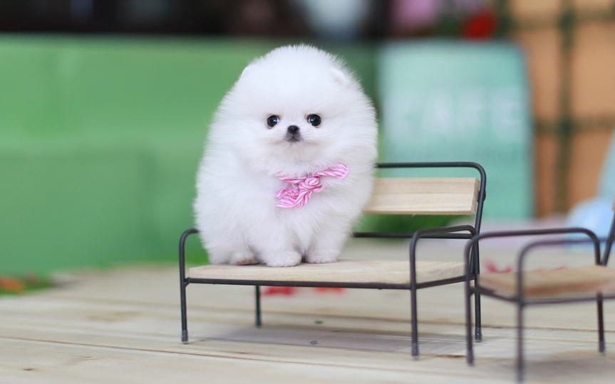 cute teacup pomeranian