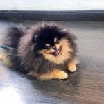 pomeranian what s about em teacup pomeranian what s about em what s bad about em pomeranian what s about em teacup pomeranian what s about em what s bad about em
