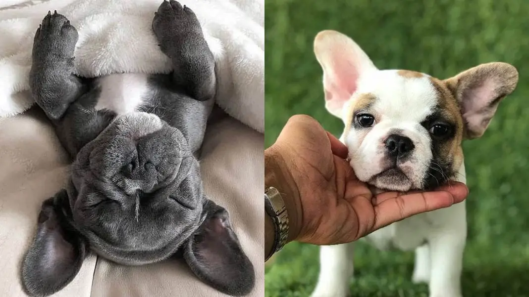 How Many Puppies Does French Bulldogs Have / solid blue