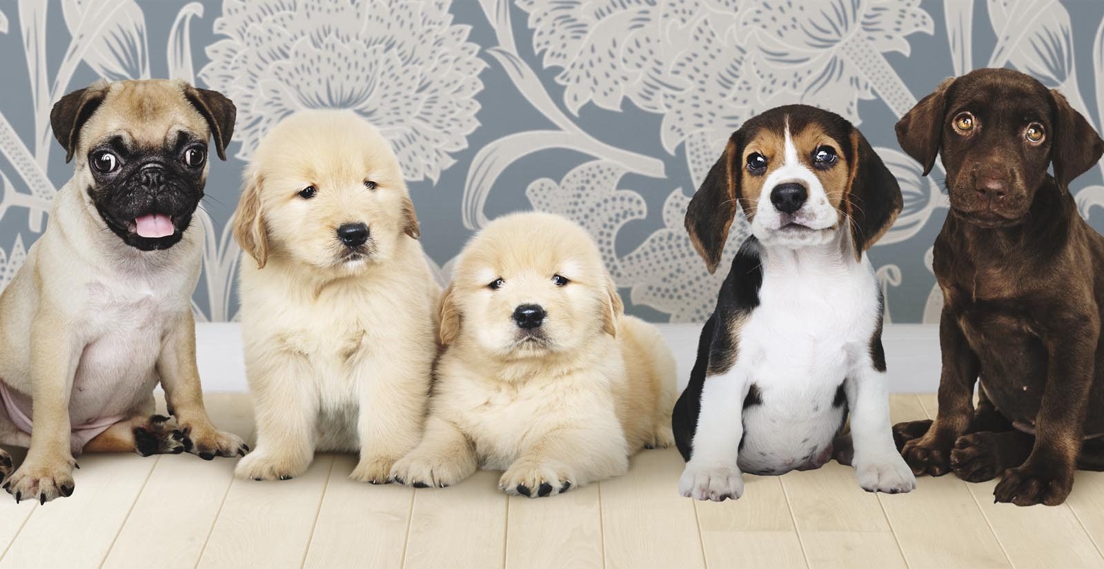 puppies club dog breeds min