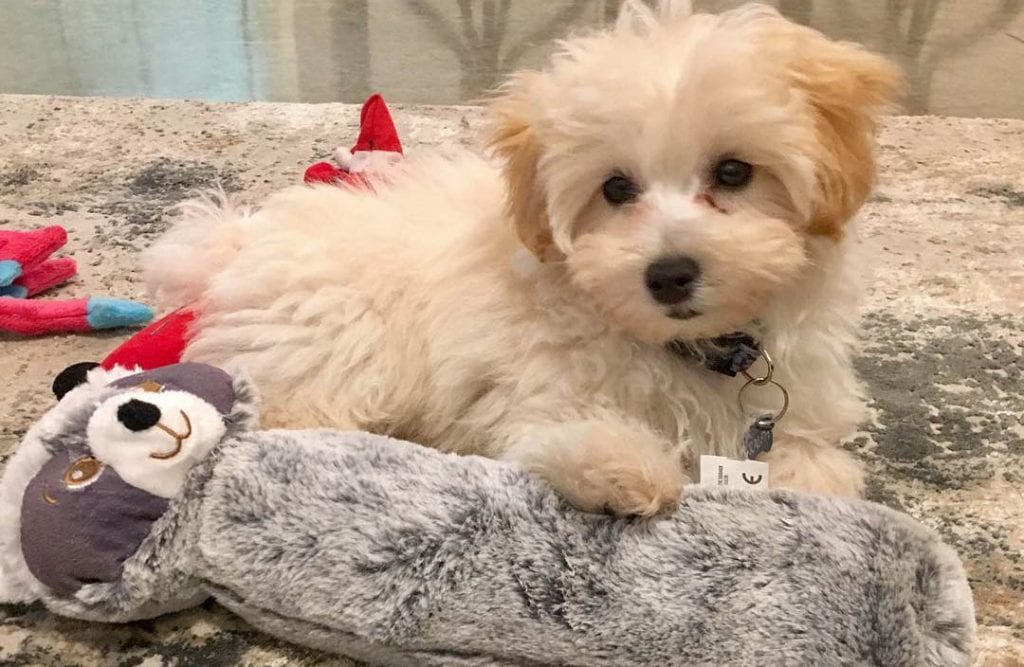 Teacup Maltipoo - 12 Surprising Facts You should Know