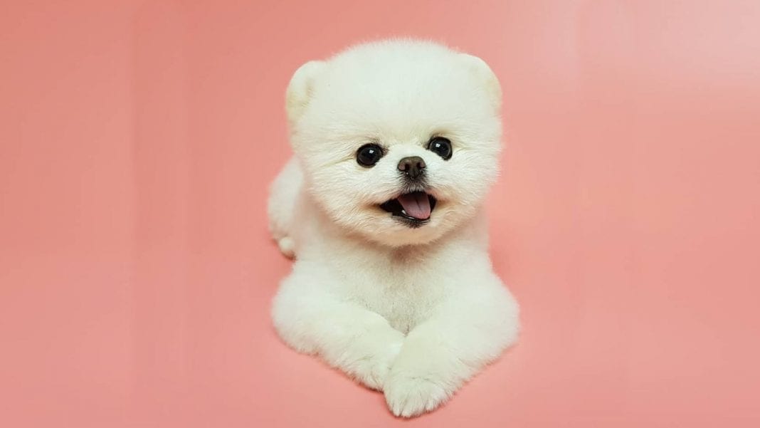 25 Teddy Bear Dog Breeds Cutest Dogs You Ever See
