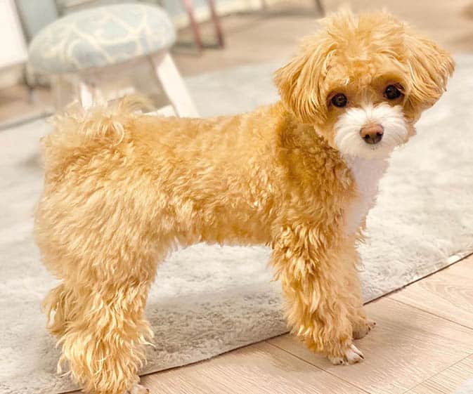 poodle-most-trainable-dog-breeds